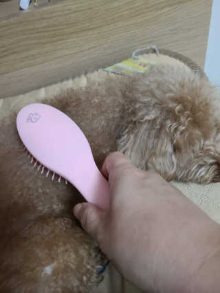 아이캔디 레인보우 볼륨S  브러쉬 for PET 미디엄 — 5점을 준 리뷰어가 2020년 11월 올린 사용 사진