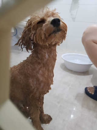 버츠비 퍼피투인원 티어리스 샴푸 앤 컨디셔너 — 5점을 준 리뷰어가 2020년 10월 올린 사용 사진