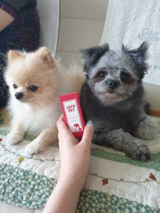 [레드허니밤]자유펫 고양이 강아지 발바닥 밤 14g — 5점을 준 리뷰어가 2020년 7월 올린 사용 사진