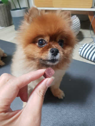 My Pet Care 천연단백질 눈건강에 개좋아 — 5점을 준 리뷰어가 2020년 11월 올린 사용 사진