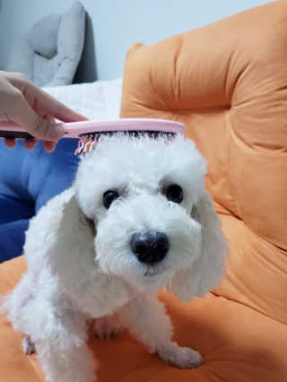아이캔디 레인보우 볼륨S  브러쉬 for PET 미디엄 — 5점을 준 리뷰어가 2020년 11월 올린 사용 사진