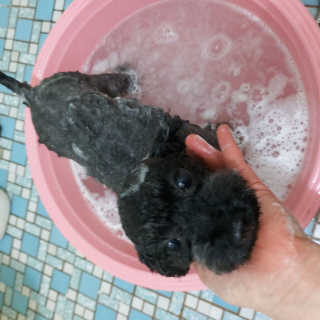 예민한 피부를 위한 코코몰리 All in one 자연유래 샴푸 — 5점을 준 리뷰어가 2020년 11월 올린 사용 사진