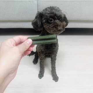 [푸디웜] 라포그 코어덴탈츄 그린 (10개입) — 5점을 준 리뷰어가 2020년 10월 올린 사용 사진
