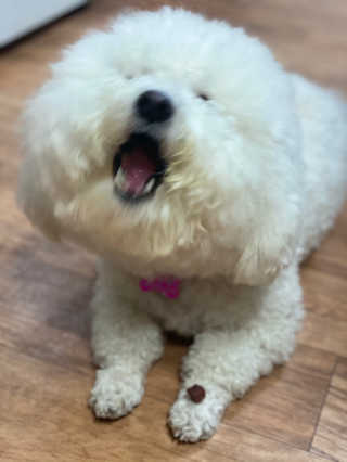 My Pet Care 천연단백질 눈건강에 개좋아 — 5점을 준 리뷰어가 2020년 12월 올린 사용 사진