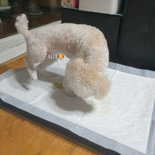 펫토리아 한판뚝딱 프리미엄 강아지 배변판 초대형 리뷰 사진