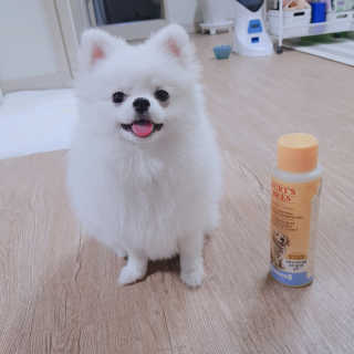 버츠비 퍼피투인원 티어리스 샴푸 앤 컨디셔너 — 4점을 준 리뷰어가 2020년 10월 올린 사용 사진