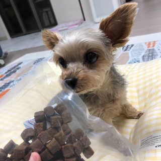 My Pet Care 천연단백질 관절건강에 개좋아 — 4점을 준 리뷰어가 2020년 11월 올린 사용 사진