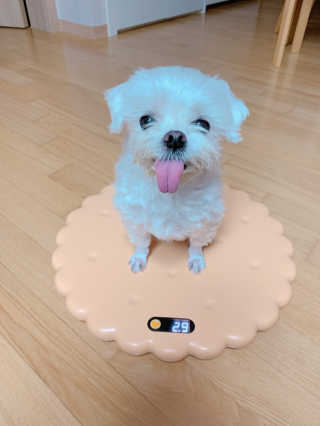 니코니코니님이 올린 리뷰 사진 1