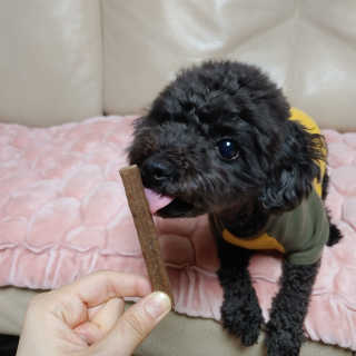 My Pet Care 천연단백질 치아건강에 개좋아 — 5점을 준 리뷰어가 2020년 12월 올린 사용 사진