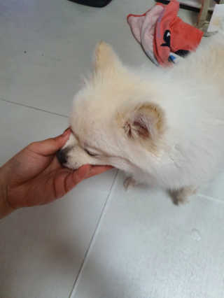 My Pet Care 천연단백질 치아건강에 개좋아 — 5점을 준 리뷰어가 2020년 11월 올린 사용 사진