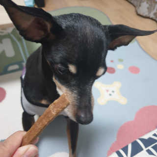 My Pet Care 천연단백질 치아건강에 개좋아 — 5점을 준 리뷰어가 2020년 11월 올린 사용 사진