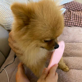 아이캔디 레인보우 볼륨S  브러쉬 for PET 미디엄 — 5점을 준 리뷰어가 2020년 11월 올린 사용 사진