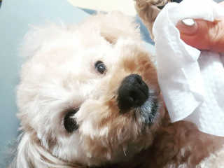 [레드허니밤]자유펫 고양이 강아지 발바닥 밤 14g — 5점을 준 리뷰어가 2020년 7월 올린 사용 사진