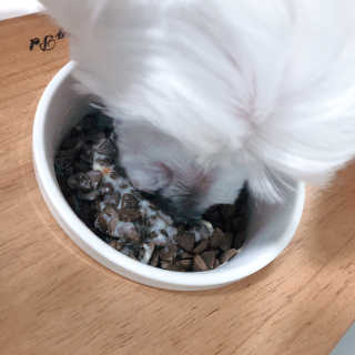 My Pet Care 모발과 모질 피부건강에 개좋아 — 5점을 준 리뷰어가 2020년 12월 올린 사용 사진