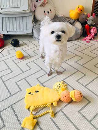 댕댕이님이 올린 리뷰 사진 3