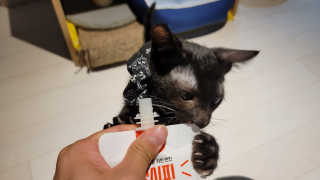CatDaddy님이 올린 리뷰 사진 1