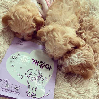 My Pet Care 천연단백질 치아건강에 개좋아 — 5점을 준 리뷰어가 2020년 11월 올린 사용 사진