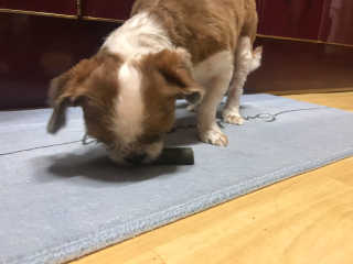[푸디웜] 라포그 코어덴탈츄 그린 (10개입) — 4.5점을 준 리뷰어가 2020년 8월 올린 사용 사진