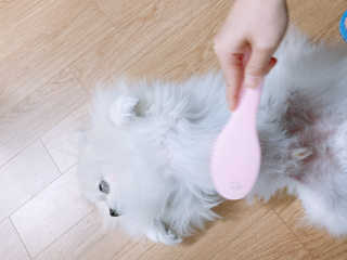 아이캔디 레인보우 볼륨S  브러쉬 for PET 미디엄 — 5점을 준 리뷰어가 2020년 11월 올린 사용 사진
