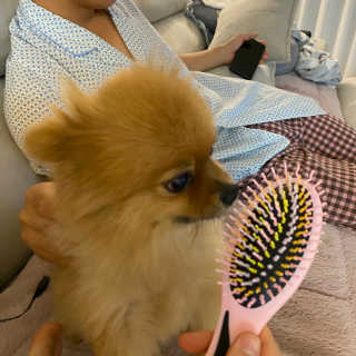 아이캔디 레인보우 볼륨S  브러쉬 for PET 미디엄 — 5점을 준 리뷰어가 2020년 11월 올린 사용 사진