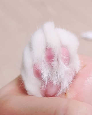 [자유펫] 시코니딘 고양이 강아지 피부 보습 연고 20g — 5점을 준 리뷰어가 2020년 8월 올린 사용 사진