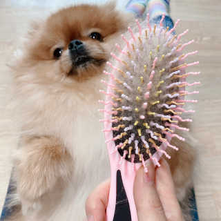 아이캔디 레인보우 볼륨S  브러쉬 for PET 미디엄 — 5점을 준 리뷰어가 2020년 11월 올린 사용 사진
