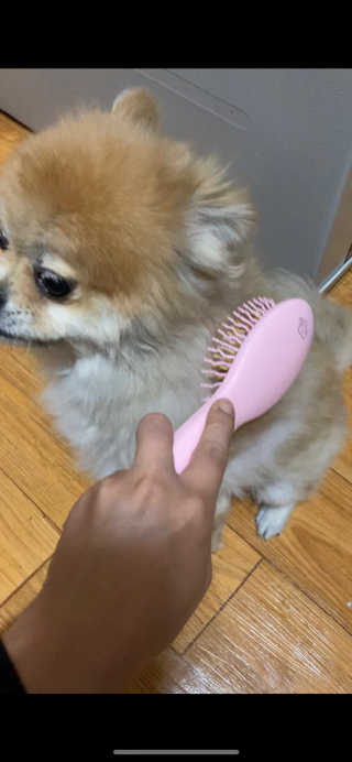 아이캔디 레인보우 볼륨S  브러쉬 for PET 미디엄 — 5점을 준 리뷰어가 2020년 11월 올린 사용 사진