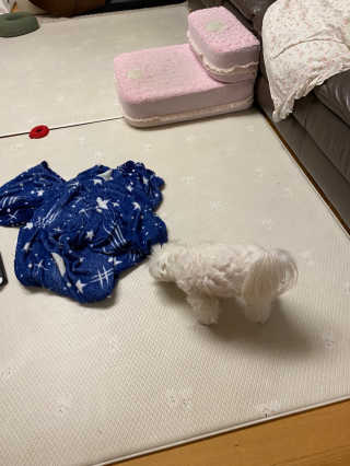 My Pet Care 천연단백질 관절건강에 개좋아 — 5점을 준 리뷰어가 2020년 12월 올린 사용 사진