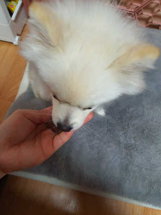 My Pet Care 천연단백질 관절건강에 개좋아 — 5점을 준 리뷰어가 2020년 12월 올린 사용 사진