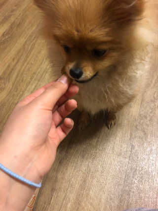 [브루클린펫코] 프리미엄 강아지 수제 쿠키 2종 SET — 5점을 준 리뷰어가 2020년 4월 올린 사용 사진