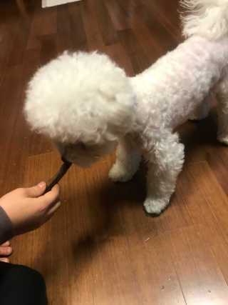 My Pet Care 천연단백질 치아건강에 개좋아 — 5점을 준 리뷰어가 2020년 12월 올린 사용 사진