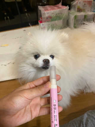더펫원츠 [댕냥이 치석제거 덴탈오일] 치카오일+셀프스케일러 — 5점을 준 리뷰어가 2020년 5월 올린 사용 사진