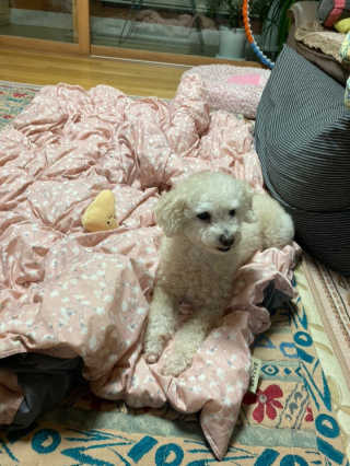 My Pet Care 천연단백질 치아건강에 개좋아 — 5점을 준 리뷰어가 2020년 11월 올린 사용 사진