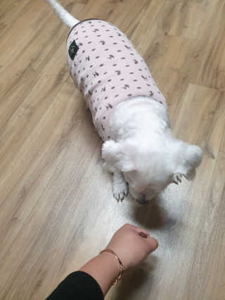 My Pet Care 천연단백질 치아건강에 개좋아 — 5점을 준 리뷰어가 2020년 12월 올린 사용 사진