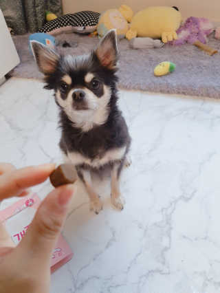 My Pet Care 천연단백질 관절건강에 개좋아 — 4점을 준 리뷰어가 2020년 11월 올린 사용 사진