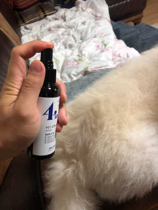 강아지스토리 포인원 모이스처 미스트 100ml — 4.5점을 준 리뷰어가 2020년 6월 올린 사용 사진