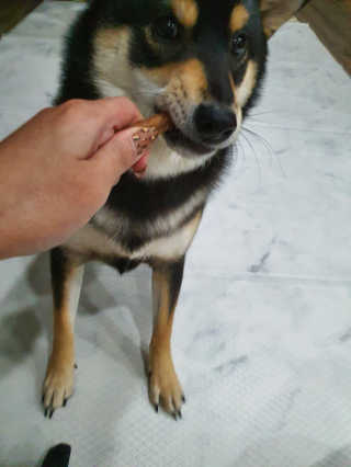 My Pet Care 천연단백질 치아건강에 개좋아 — 5점을 준 리뷰어가 2020년 11월 올린 사용 사진