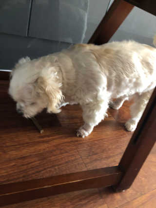 My Pet Care 천연단백질 치아건강에 개좋아 — 5점을 준 리뷰어가 2020년 12월 올린 사용 사진