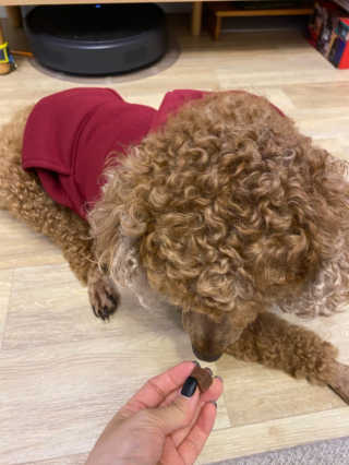 My Pet Care 천연단백질 눈건강에 개좋아 — 5점을 준 리뷰어가 2020년 12월 올린 사용 사진
