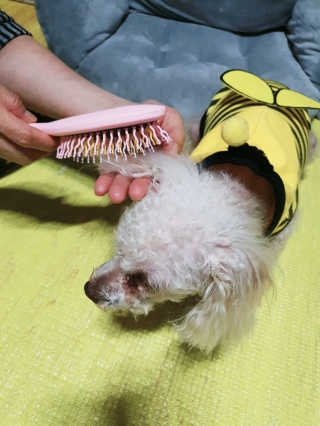 아이캔디 레인보우 볼륨S  브러쉬 for PET 미디엄 — 5점을 준 리뷰어가 2020년 12월 올린 사용 사진