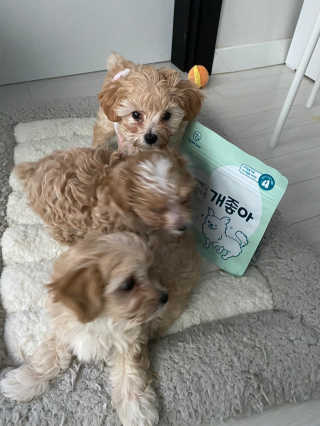 My Pet Care 천연단백질 눈건강에 개좋아 — 5점을 준 리뷰어가 2020년 11월 올린 사용 사진