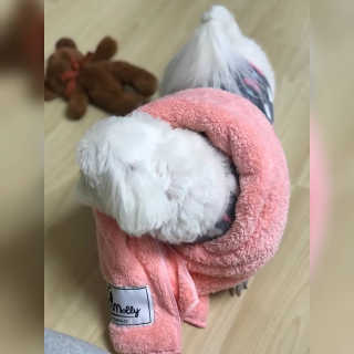코코몰리 보들보들 초극세사 프리미엄 펫전용 타올 — 5점을 준 리뷰어가 2020년 11월 올린 사용 사진