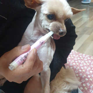 더펫원츠 [댕냥이 치석제거 덴탈오일] 치카오일+셀프스케일러 — 5점을 준 리뷰어가 2020년 5월 올린 사용 사진