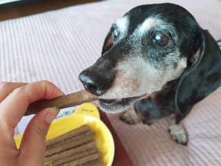 My Pet Care 천연단백질 치아건강에 개좋아 — 5점을 준 리뷰어가 2020년 12월 올린 사용 사진