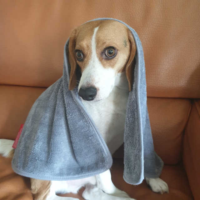 [자유펫] 강아지.고양이 초극세사 펫타올  하마타올 리뷰 사진