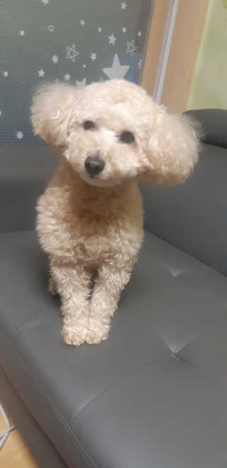새돌댕댕님이 올린 리뷰 사진 4