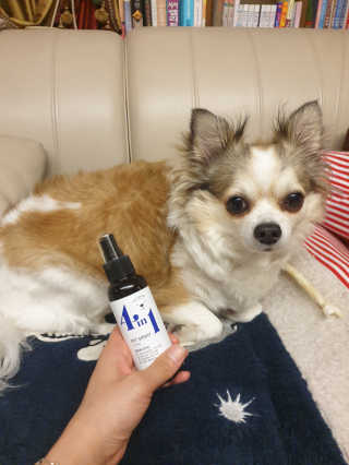 강아지스토리 포인원 모이스처 미스트 100ml — 5점을 준 리뷰어가 2020년 6월 올린 사용 사진