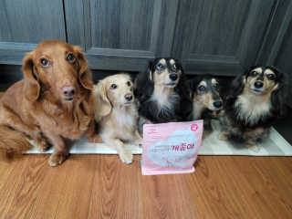 My Pet Care 천연단백질 관절건강에 개좋아 — 5점을 준 리뷰어가 2020년 11월 올린 사용 사진