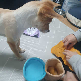 My Pet Care 천연단백질 치아건강에 개좋아 — 5점을 준 리뷰어가 2020년 11월 올린 사용 사진