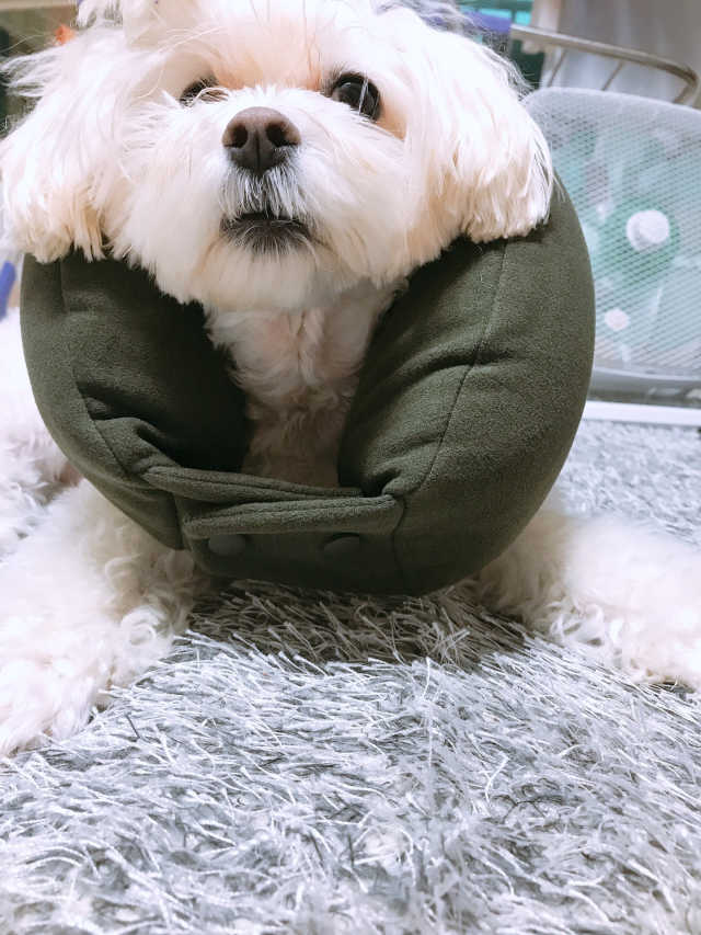 코오 바게트 필로우 메모리폼 목베개 리뷰 사진